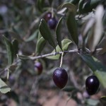 For more pictures of Salim's olive harvest ordeal, click here.