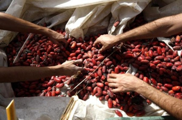 Olive harvest in the Jordan Valley