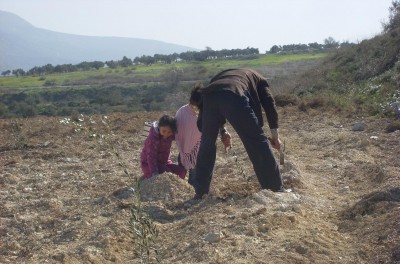 Burin villagers planting olive trees