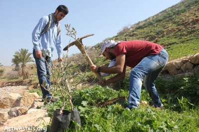 Activists planting olive trees in recently partly demolished village of Al Maleh, Tubas, 26 Feb 2013. Photo Activestills.com