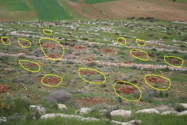 Jamal Kanaan's land in 2012 after the Israeli military had removed his trees - circles indicate where they had been planted. Photo credit Beit Dajan Municipality