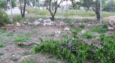 Destroyed almond tree in Tel Rumeida 