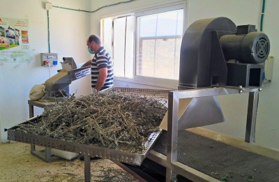 Local man at work in the new tea factory in al-Aqaba.