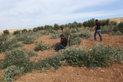 Olive trees cut down (Photo by Operation Dove)