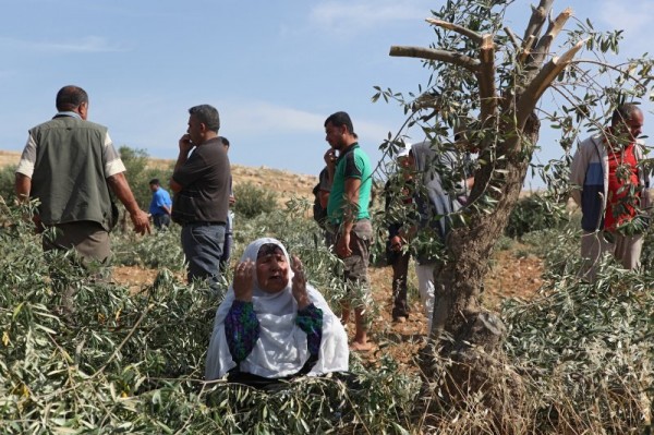Palestinian woman protests the destruction of the olive trees (Photo by Operation Dove)