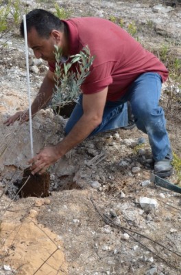 An olive tree being planted on the newly reclaimed land