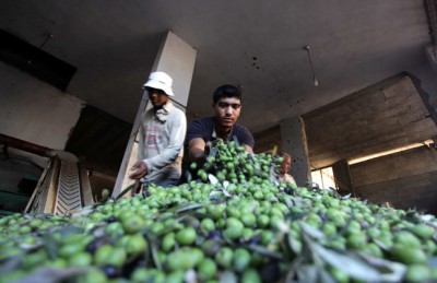 Palestinian workers sort olives at a press in Gaza City, October 2013. (Ashraf Amra / APA images)