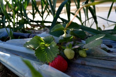 Strawberries in Beit Lahiya. (Photo by Rosa Schiano)