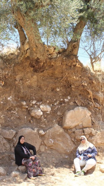 Feryal and Arwa Abu Haikal sitting under their olive tree, trying to protect it from damage or destruction (photo from https://www.facebook.com/groups/Save.telrumeida/).