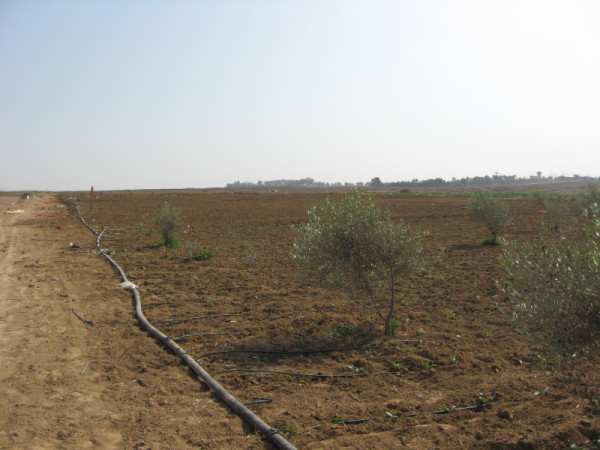 Preparing to re-cultivate land near the buffer zone in Al Zaytoun, occupied Gaza Strip. Photo by Corporate Watch, November 2013
