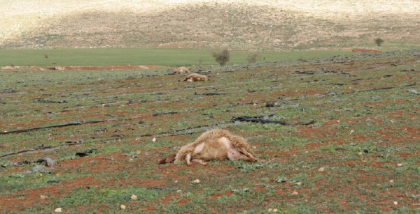 Three of the thirteen sheep killed, stretched out across the land (Photo by ISM).