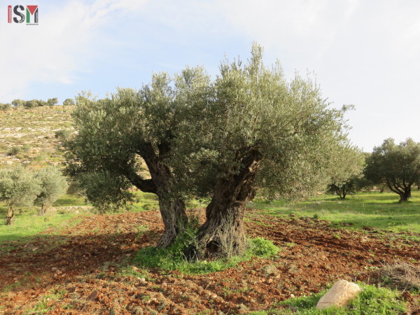 olive tree awarta