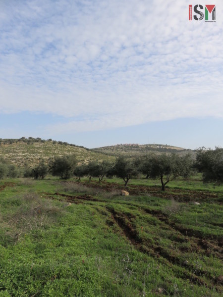 olive trees + settlements Awarta