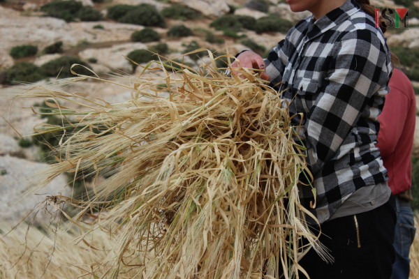 Bundles of wheat collected during the harvest season. 