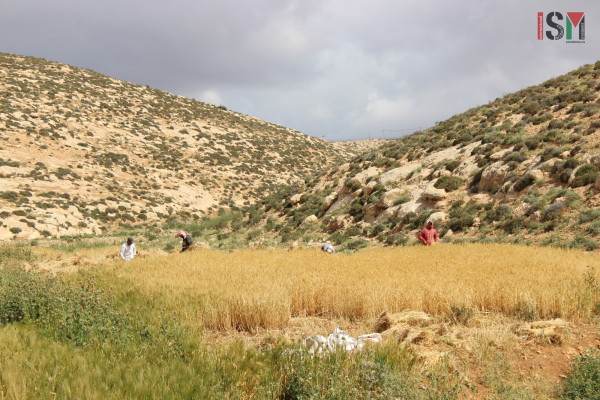 Hiding away from the view of settlers and soldiers, men and women harvest their land. 