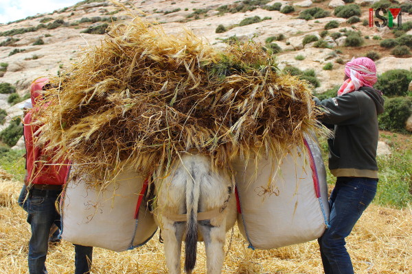 Donkeys are used to carry up the harvested crops. 