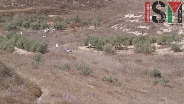 Masked settlers in the olive fields