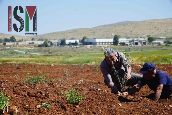 A Palestinian man plants an olive tree