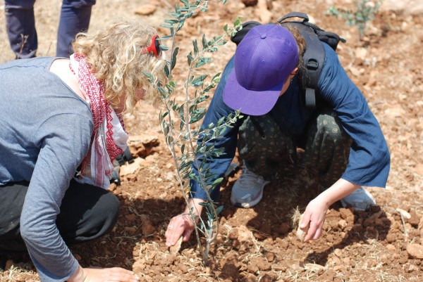 International volunteers assisted in planting the olive trees