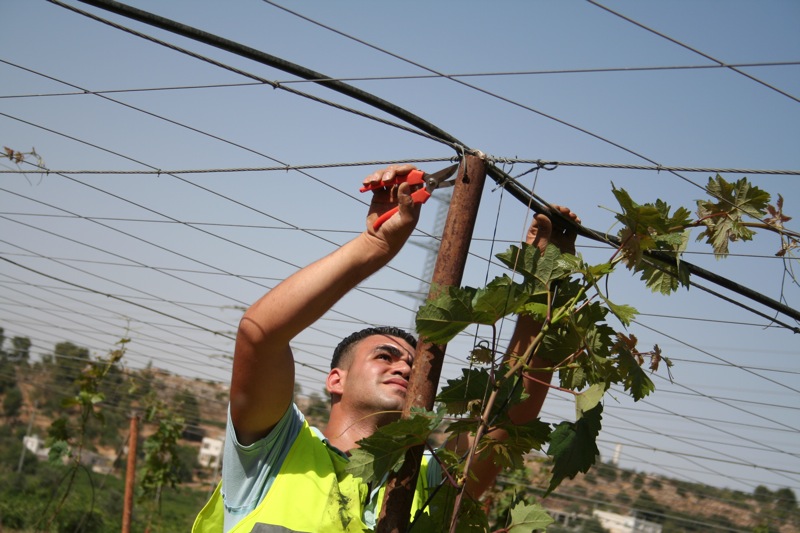 CPT: Israeli Border Police Demolish Water Infrastructure in Al Baqa’a Valley