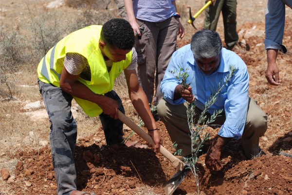 Planting the olive trees was intended to assert the Palestinians' rightful ownership of the land in defiance of colonising settlers