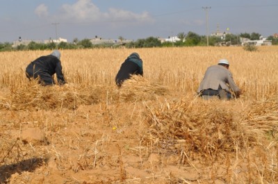 Harvesting grain in Khuza’a.