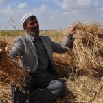 Harvesting grain in Khuza’a.