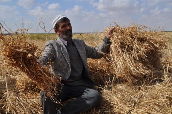 Harvesting grain in Khuza’a.