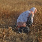 Harvesting grain in Khuza’a.