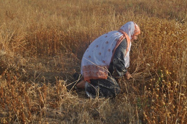 Harvesting grain in Khuza’a.