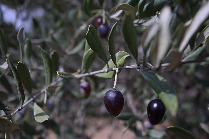 A land divided: Gate closures for Salim’s olive harvest by IOF