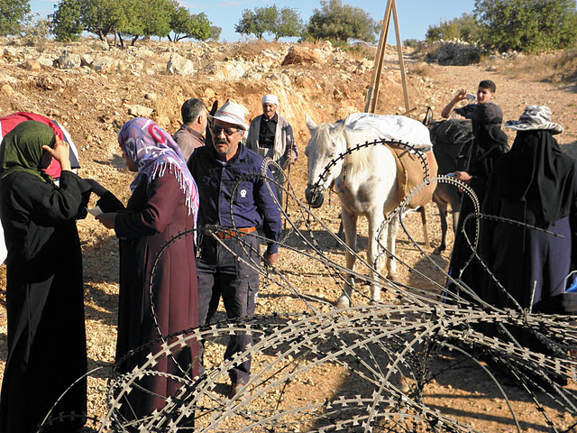 Nil’in: The solitary confinement of olive trees