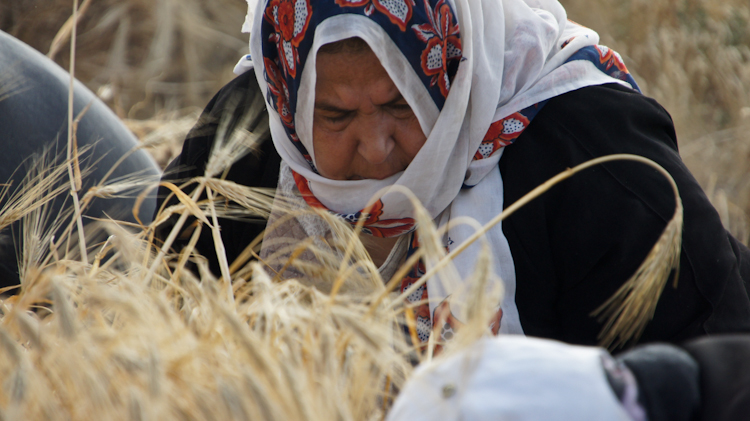 Wheat farmers under fire in Gaza: We must continue to work our land