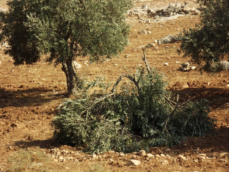 Thirty olive trees cut nearby the Palestinian village of At-Tuwani