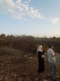 Picking olives in a cage