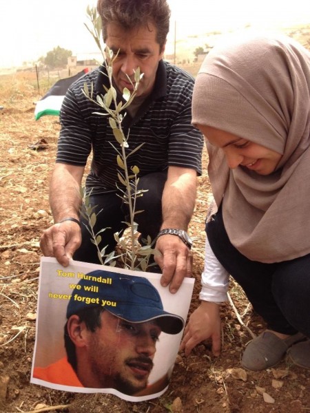 Palestinian activists planting an olive tree (Photo by ISM)