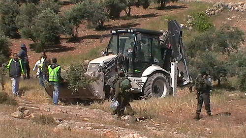 Israeli bulldozer uprooting olive trees (Photo by CPT)