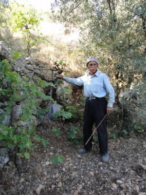 Farmer showing damaged grapevines (Photo by: ISM)