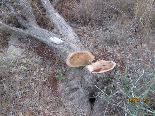 Tree cut down by a chainsaw in the last month by settlers from Itamar (Photo by Awarta Municipality)