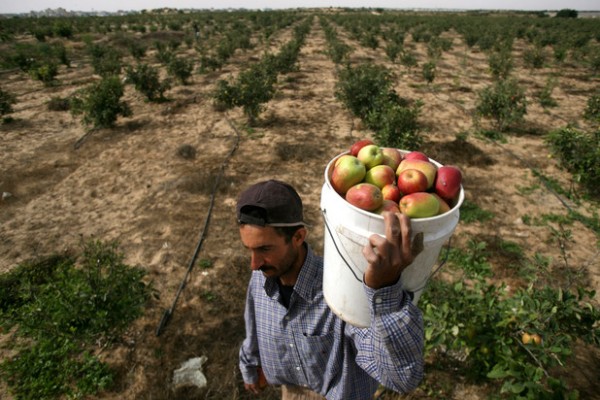 Israel continues to violate the terms of a 2012 ceasefire by attacking farmers in Gaza. (Eyad Al Baba / APA images)