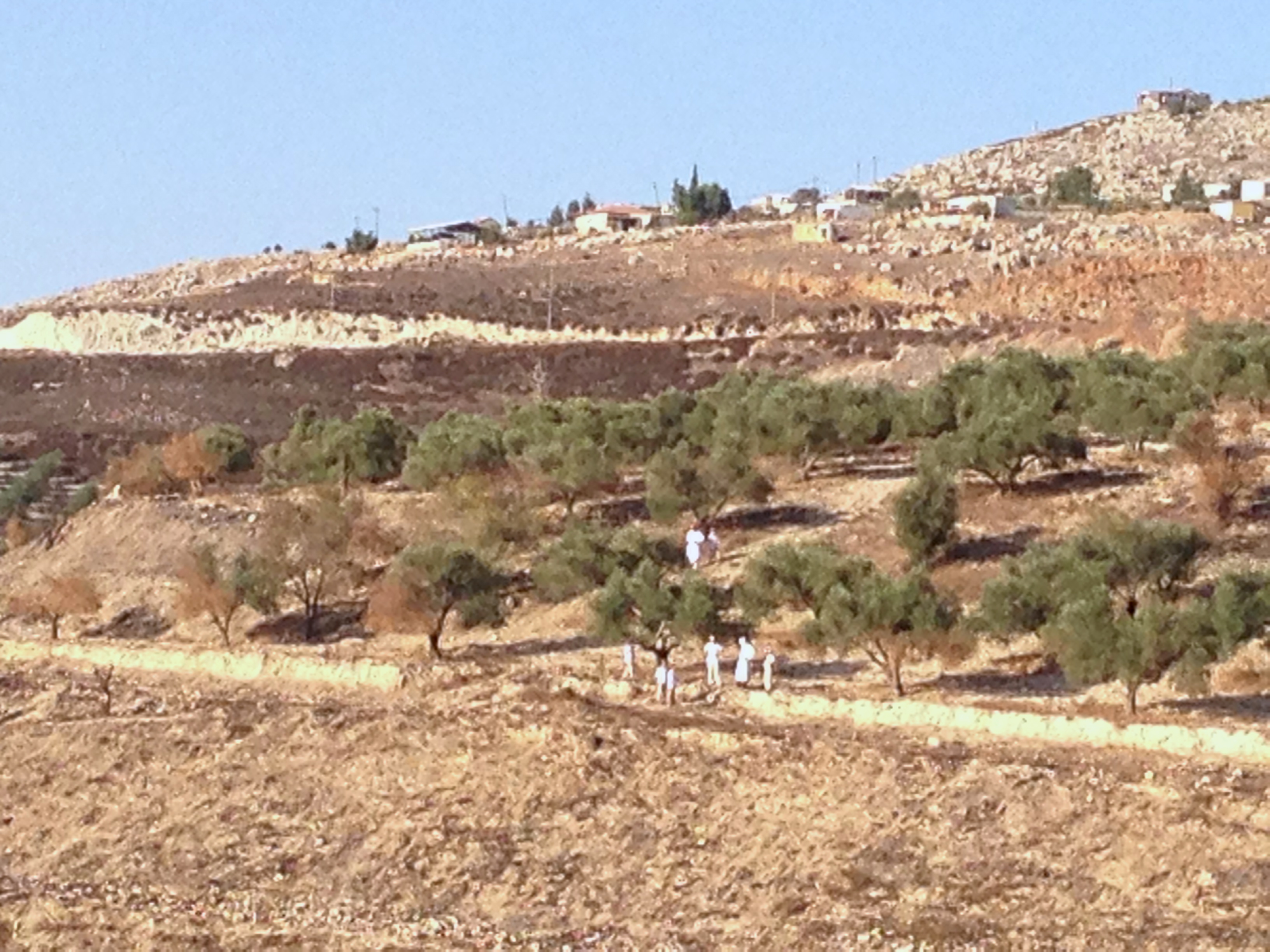 Illegal Israeli settlers attack Palestinian farmer attempting to harvest almonds