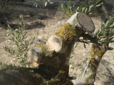 Some trees were left completely destroyed in Deir Sharaf, Palestine.