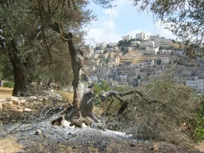 Illegal settlers prevent family from leaving their home and attack internationals whilst Israeli soldiers watch