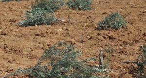 The destroyed olive trees (Photo by Operation Dove).