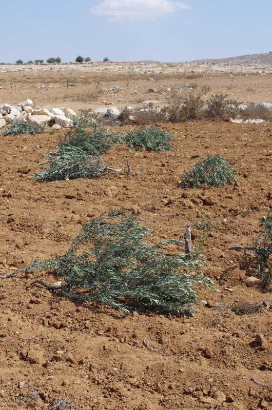 48 young olive trees destroyed in South Hebron Hills