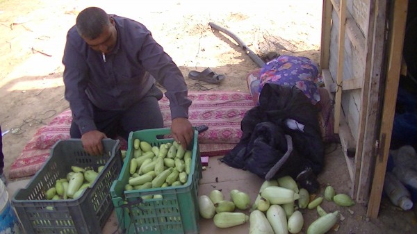 A Palestinian farmer sorts vegetables underneath the surveillance balloon – 6/11/13