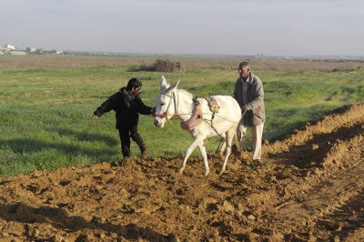 In the besieged Gaza Strip, Israeli forces' gunfire blocks Palestinian farmland