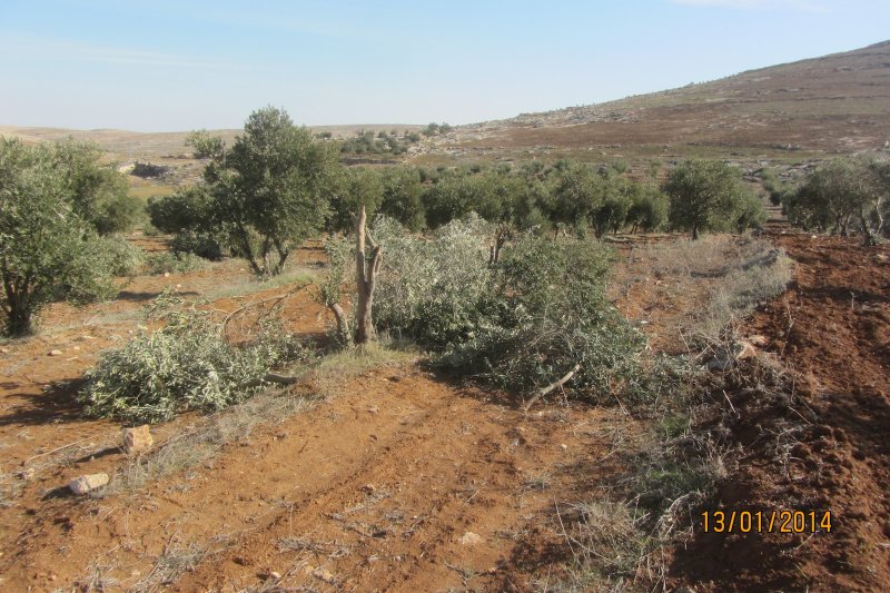 20 olive trees destroyed in the South Hebron Hills area of At Tuwani