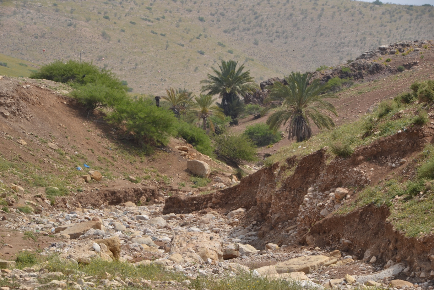 Harassment campaign continues in the Jordan Valley