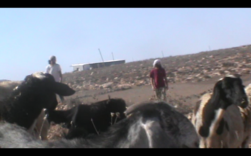 Israeli settlers attacked internationals and a Palestinian shepherd